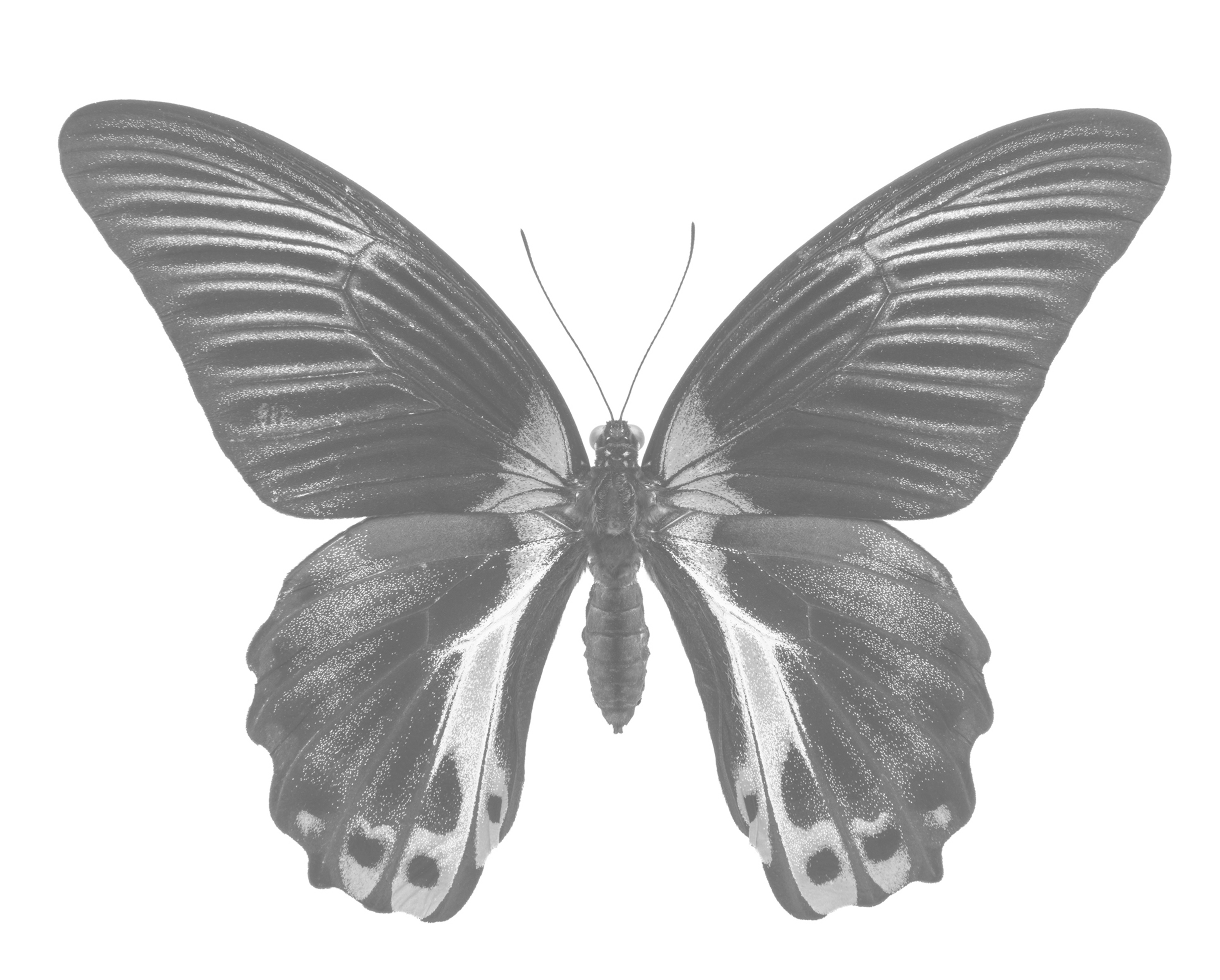 Lifelike Grayscale Butterflies